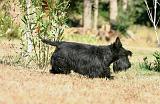 SCOTTISH TERRIER 211